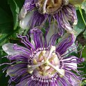 Passiflora incarnata